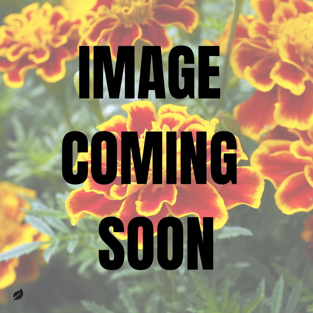 Victory Garden Marigold Mix - French Marigold - Ed's Plant Shop