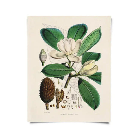 Vintage - Style Botanical Magnolia Print - Ed's Plant Shop