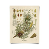 Vintage - Style Botanical Scots Pine Art Print - Ed's Plant Shop