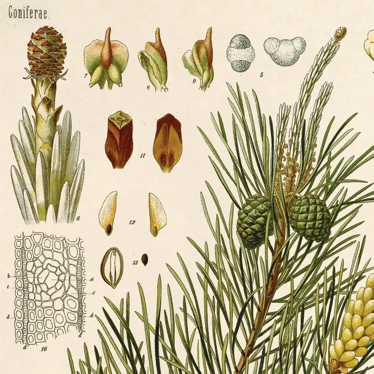 Vintage - Style Botanical Scots Pine Art Print - Ed's Plant Shop