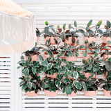 WallyGrow Eco Wall Planter – Rose Vertical Garden Planter - Ed's Plant Shop