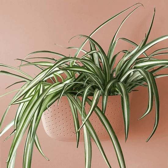 WallyGrow Eco Wall Planter – Rose Vertical Garden Planter - Ed's Plant Shop