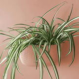 WallyGrow Eco Wall Planter – Rose Vertical Garden Planter - Ed's Plant Shop