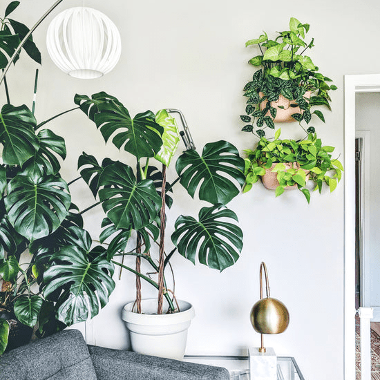 WallyGrow Eco Wall Planter – Rose Vertical Garden Planter - Ed's Plant Shop