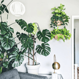 WallyGrow Eco Wall Planter – Rose Vertical Garden Planter - Ed's Plant Shop