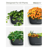 WallyGrow Eco Wall Planter – Rose Vertical Garden Planter - Ed's Plant Shop