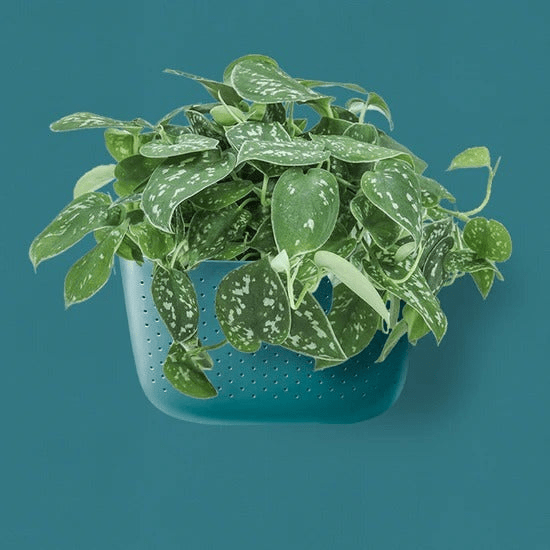 indoor wall planter WallyGrow Eco Wall Planter – Teal Vertical Garden Planter – Ed's Plant Shop