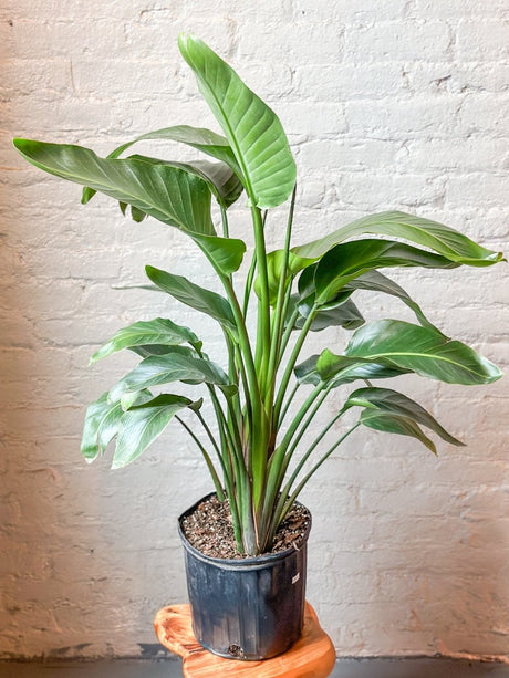 White Bird of Paradise Floor Plant - Ed's Plant Shop