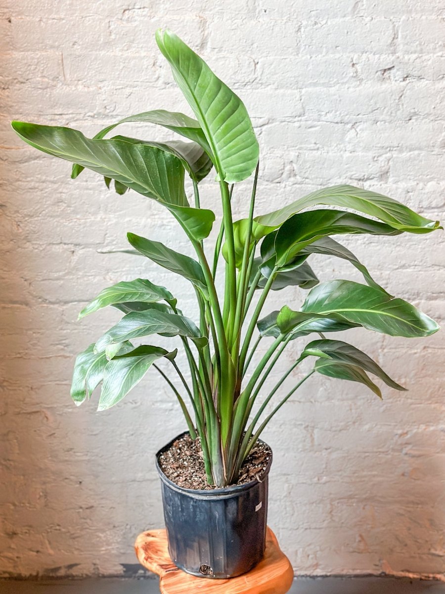 White Bird of Paradise Floor Plant - NYC Local Pickup & Delivery Only - Ed's Plant Shop