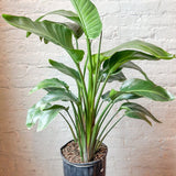 White Bird of Paradise Floor Plant - NYC Local Pickup & Delivery Only - Ed's Plant Shop