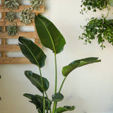 White Bird of Paradise Floor Plant - NYC Local Pickup & Delivery Only - Ed's Plant Shop