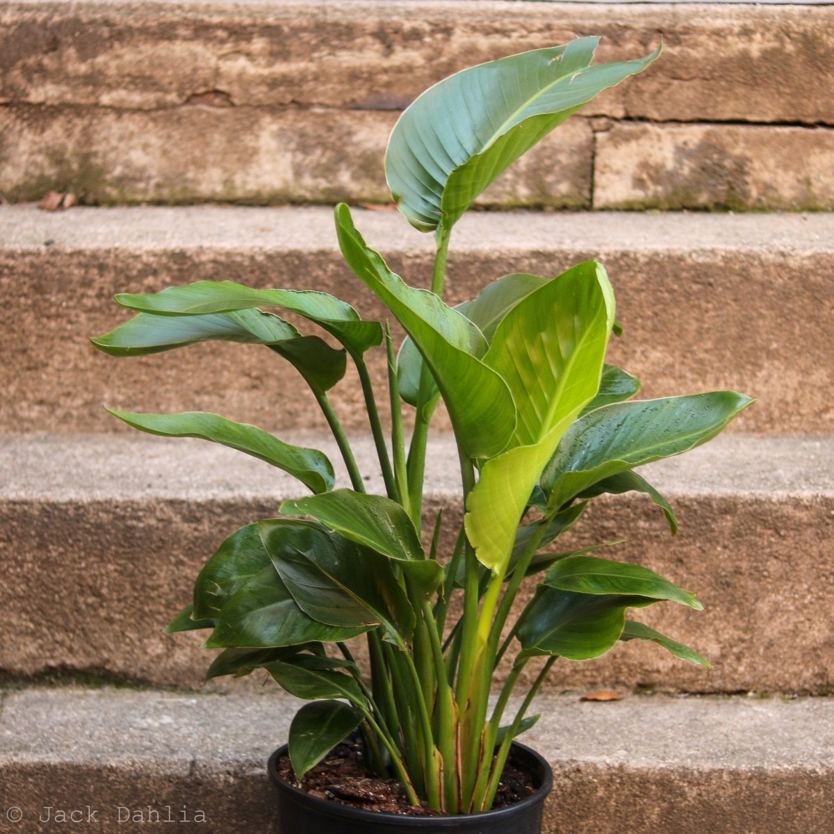 White Bird of Paradise Floor Plant - NYC Local Pickup & Delivery Only - Ed's Plant Shop