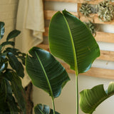 White Bird of Paradise Floor Plant - NYC Local Pickup & Delivery Only - Ed's Plant Shop