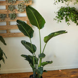 White Bird of Paradise Floor Plant - NYC Local Pickup & Delivery Only - Ed's Plant Shop