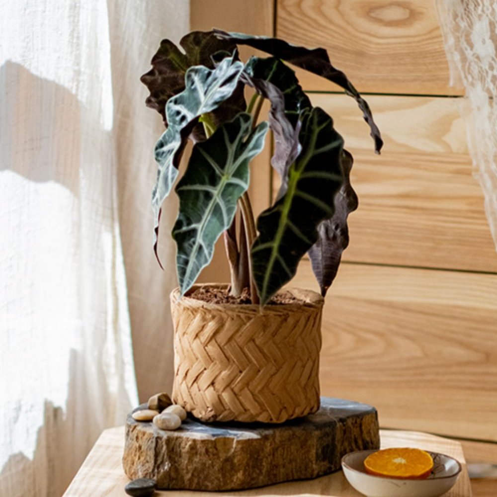 Woven Bamboo Styled Basket - Concrete - Various Sizes - Ed's Plant Shop