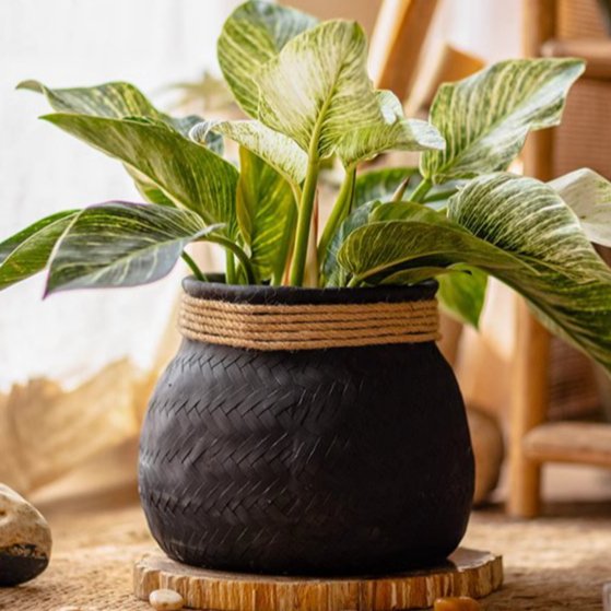 Woven Cement Planter With Rope Accent - Ed's Plant Shop