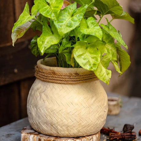 Woven Cement Planter With Rope Accent - Ed's Plant Shop