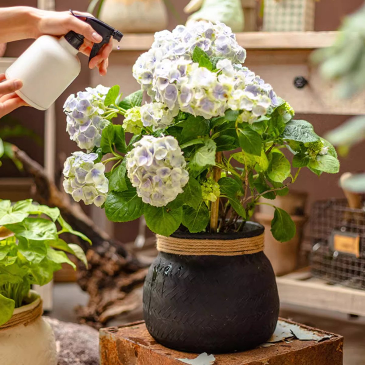 Woven Cement Planter With Rope Accent - Ed's Plant Shop