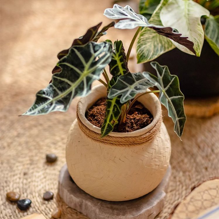 Woven Cement Planter With Rope Accent - Ed's Plant Shop