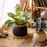 Woven Cement Planter With Rope Accent - Ed's Plant Shop