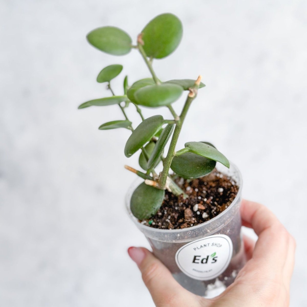 succulent silver dollar Xerosicyos Danguyi