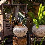 Yukun Terracotta Stubby Planter Pot - Ed's Plant Shop