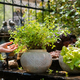 Yukun Terracotta Stubby Planter Pot - Ed's Plant Shop