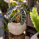 Yukun Terracotta Stubby Planter Pot - Ed's Plant Shop