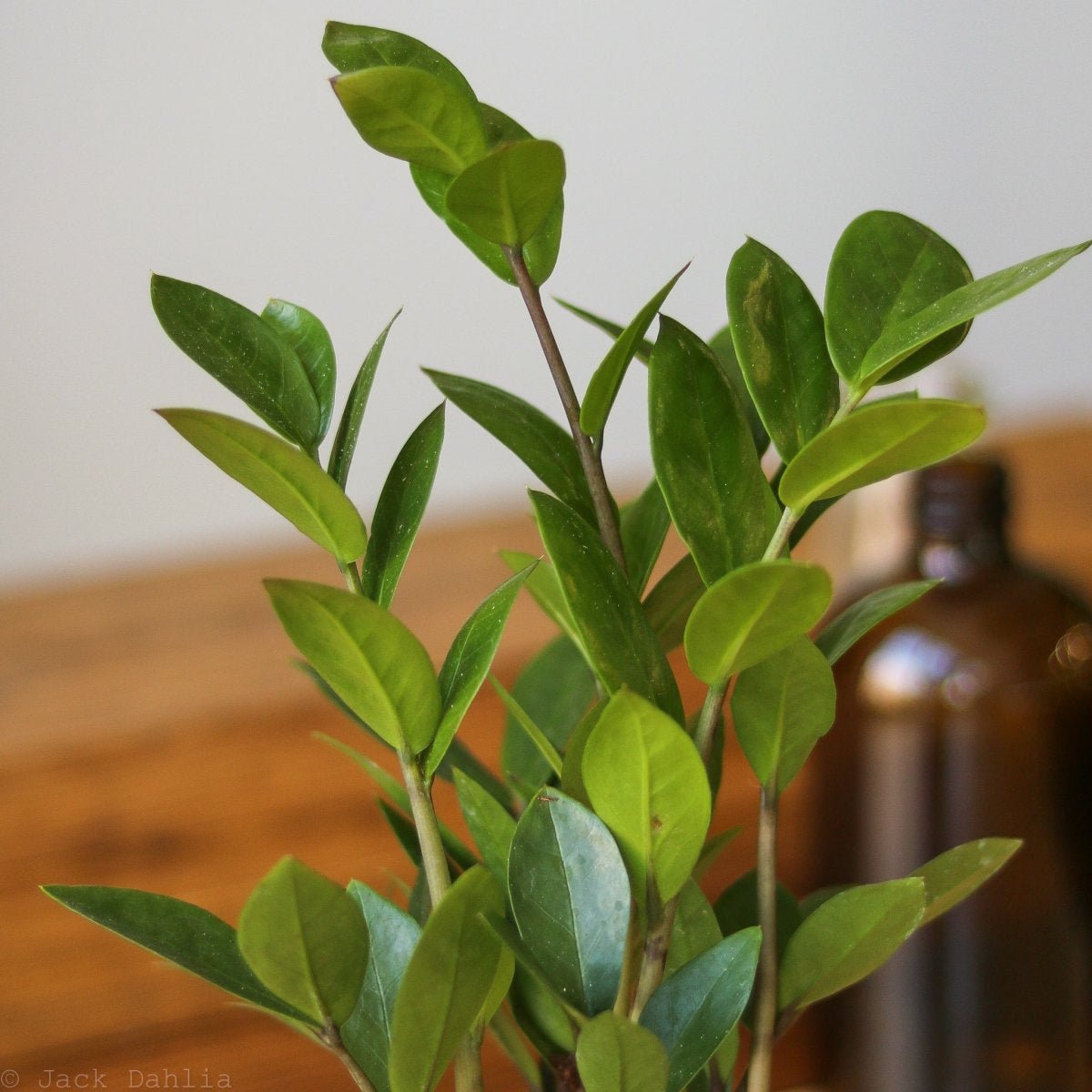 Zamioculcas zamiifolia - Large ZZ Floor Plant - Ed's Plant Shop