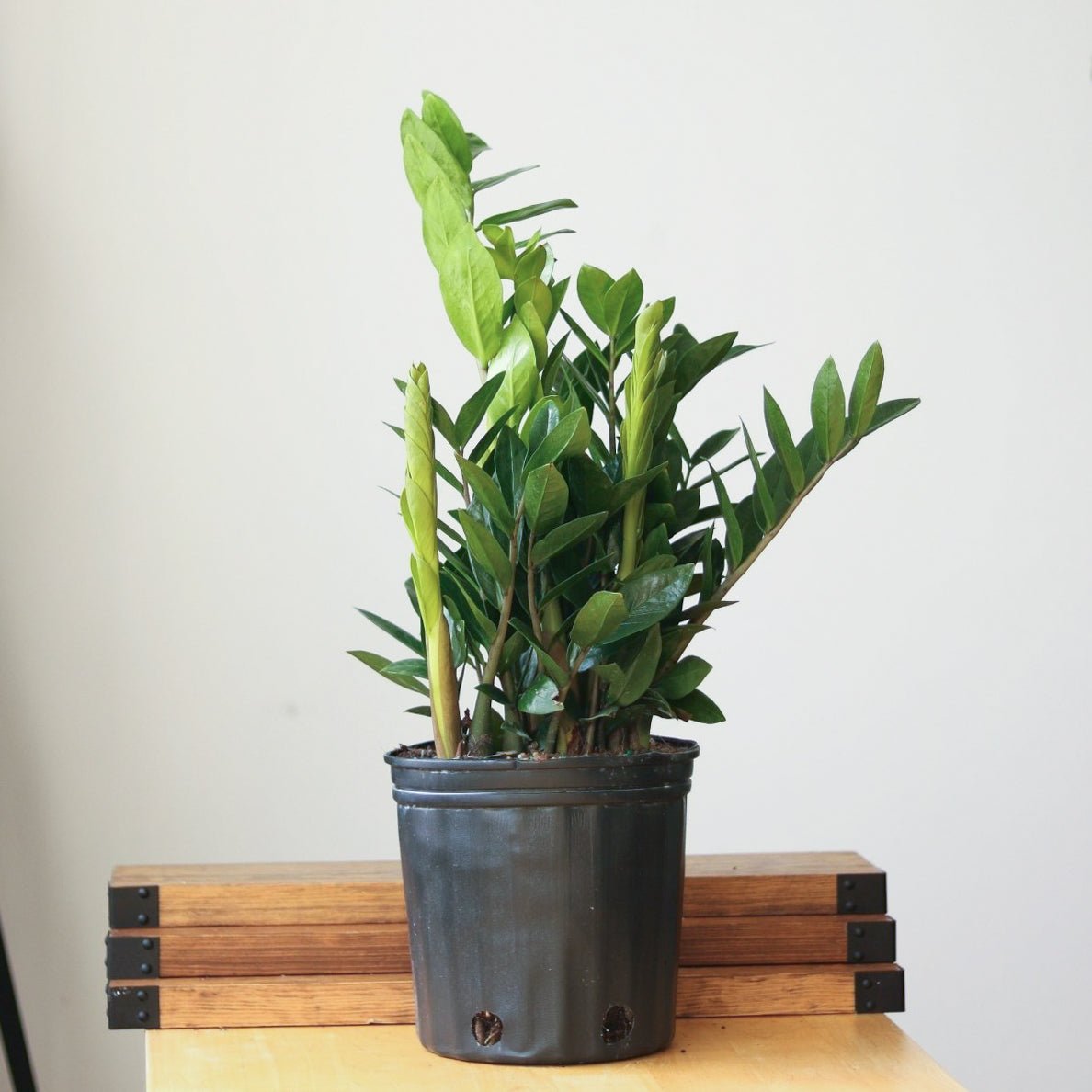 Zamioculcas zamiifolia - Large ZZ Floor Plant - Ed's Plant Shop