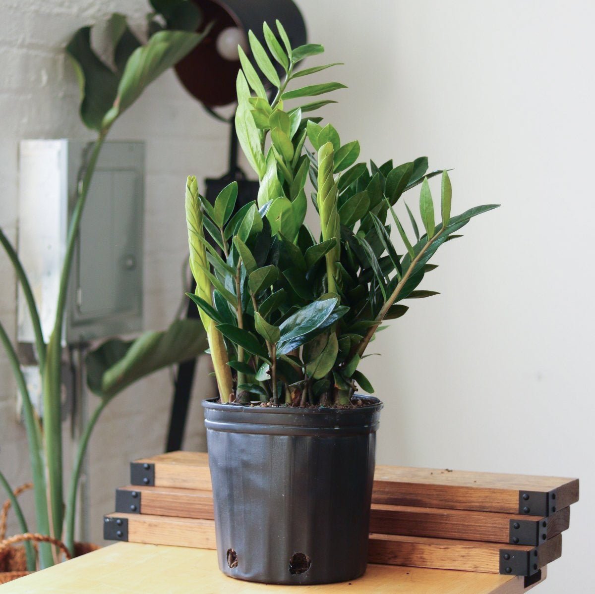 Zamioculcas zamiifolia - Large ZZ Floor Plant - Ed's Plant Shop