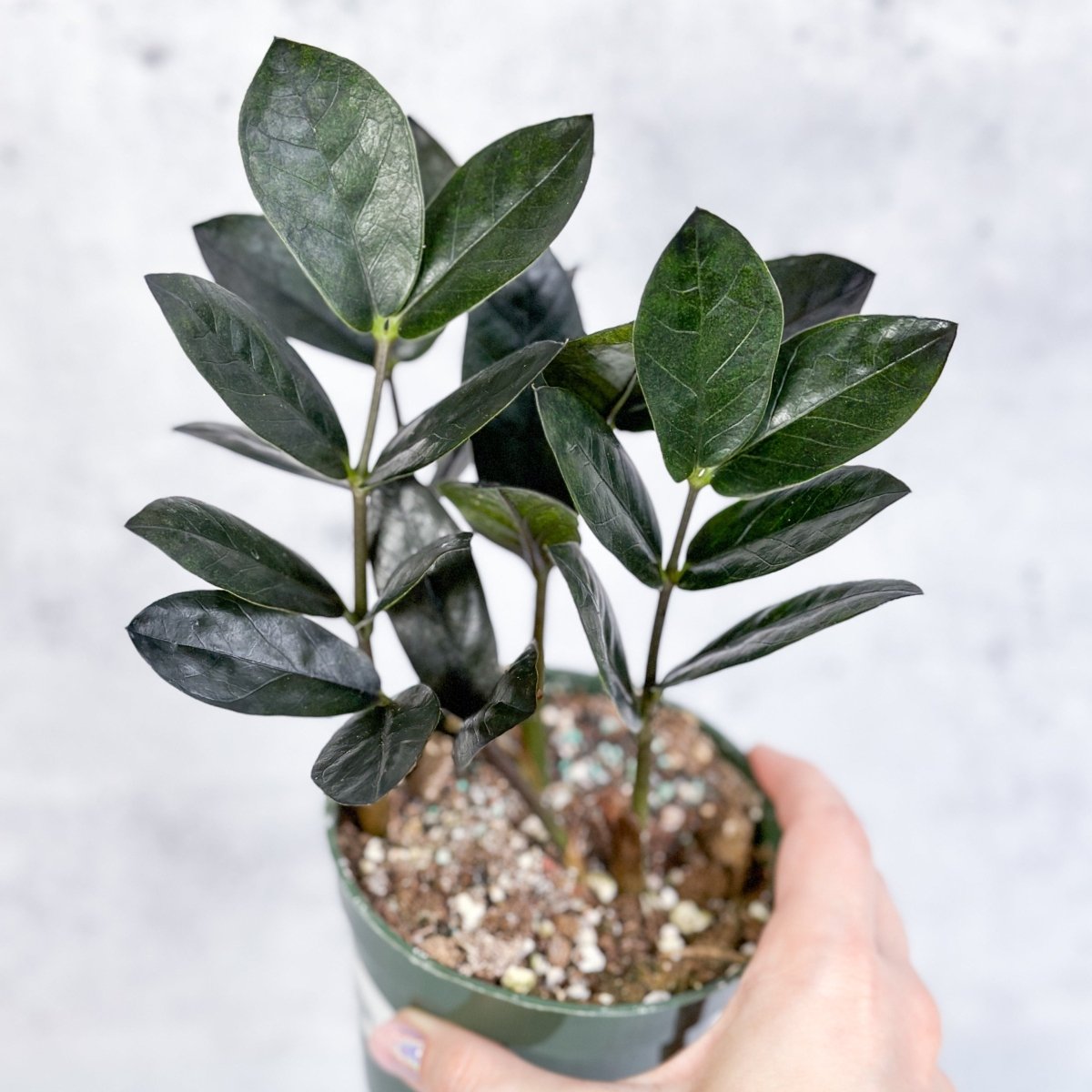 Zamioculcas zamiifolia 'Oscura' - Black ZZ Plant - 4 Inch - Ed's Plant Shop