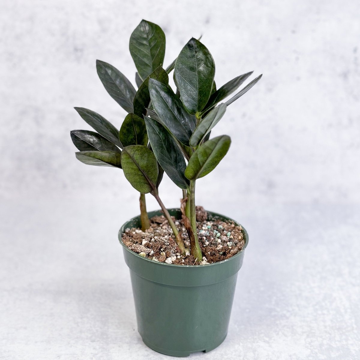 Zamioculcas zamiifolia 'Oscura'