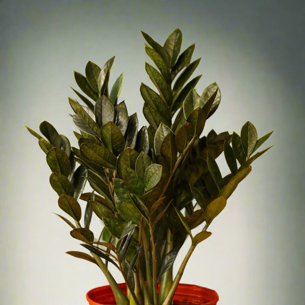 raven zz plant ship to friend Zamioculcas zamiifolia 'Raven ZZ'