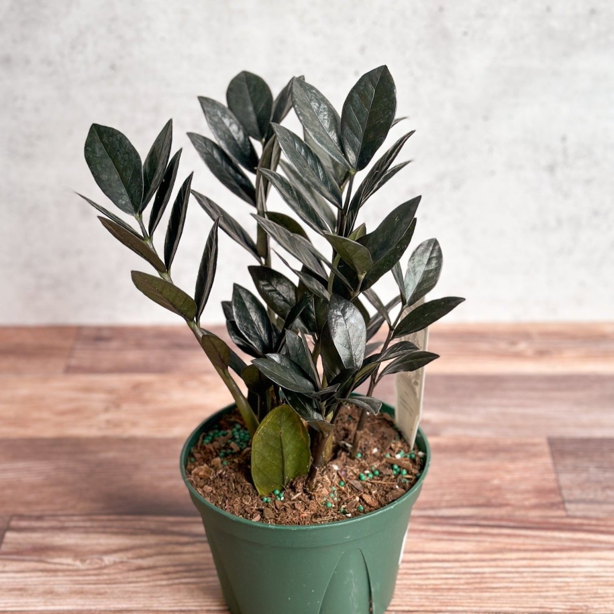 Zamioculcas zamiifolia 'Raven ZZ' - Ed's Plant Shop