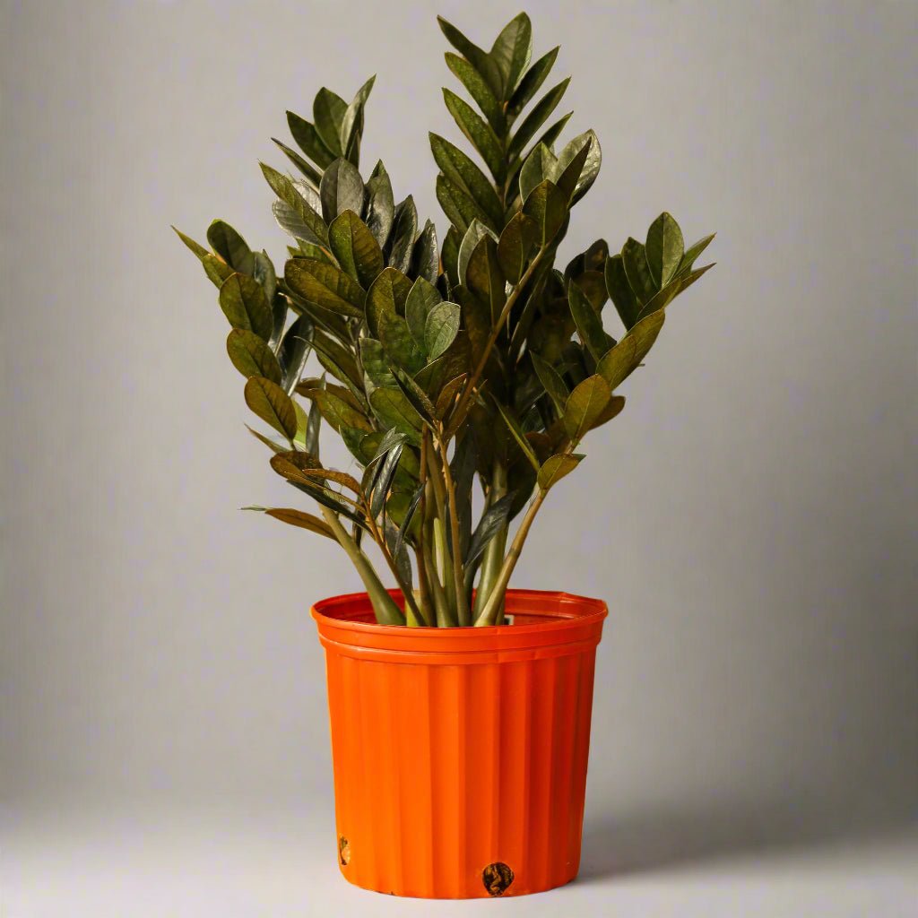 raven zz plant mail order Black Raven ZZ Plant: Zamioculcas - 10" Pot