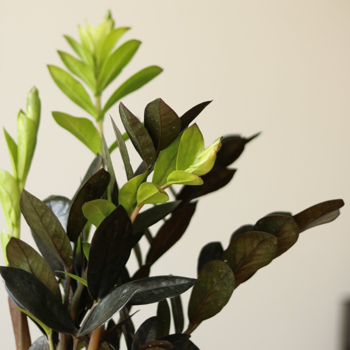 raven zz plant green leaves Raven ZZ Plant (Zamioculcas Zamiifolia)