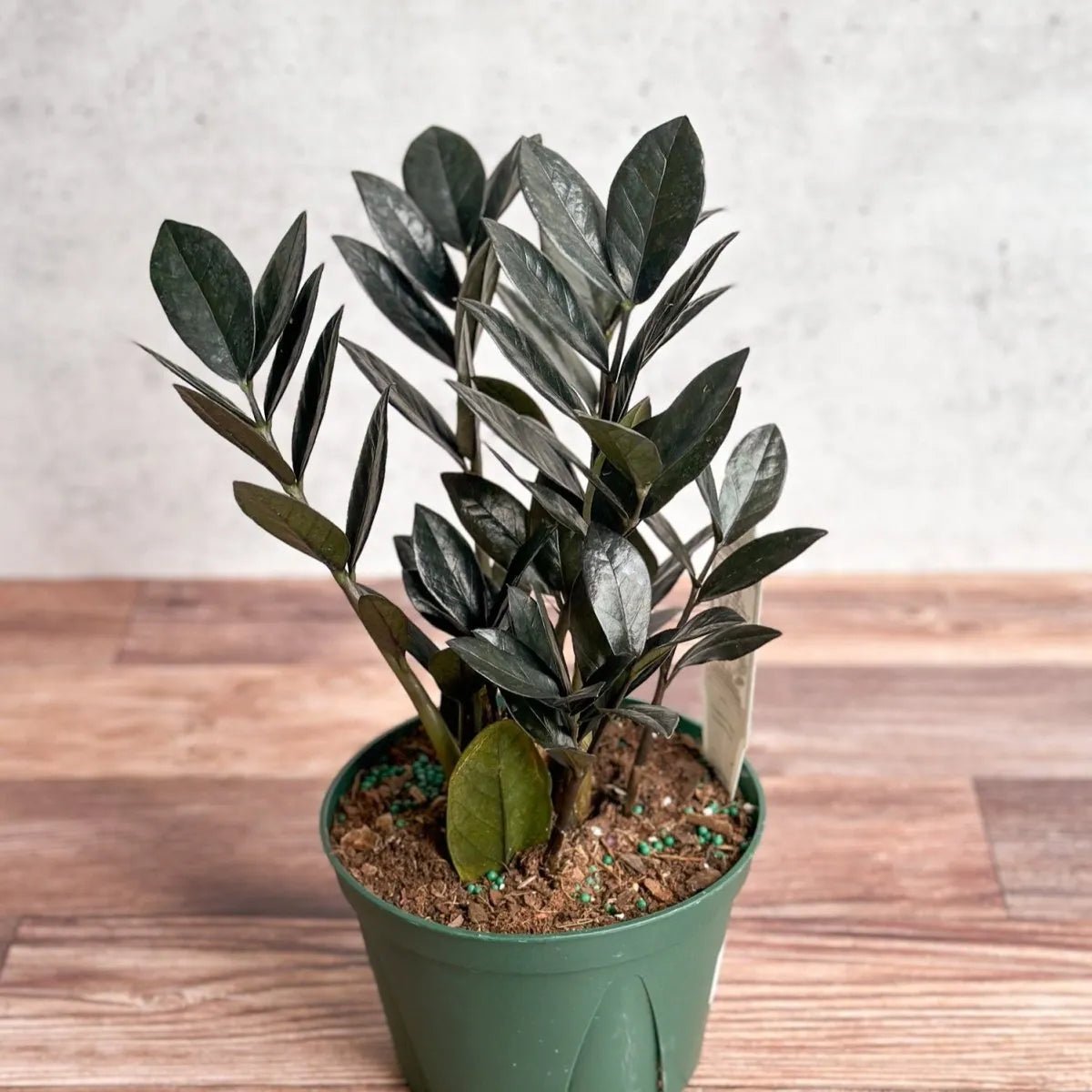 where to buy zz plants Zamioculcas zamiifolia 4in Raven ZZ Plant