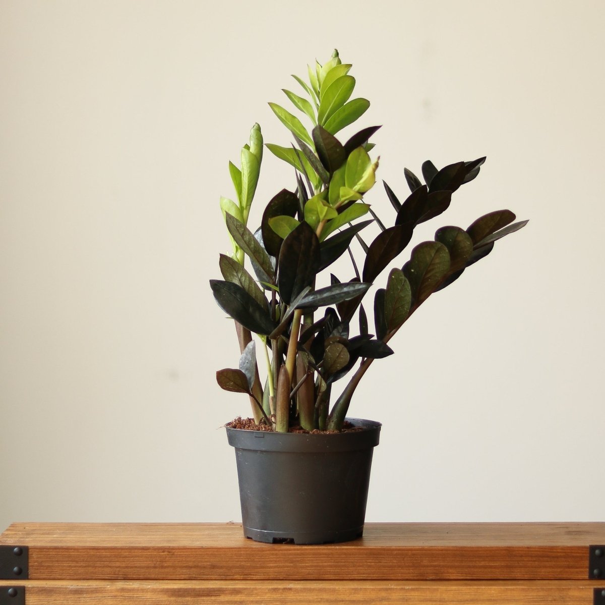 large black zz plant Raven ZZ Plant (Zamioculcas Zamiifolia)