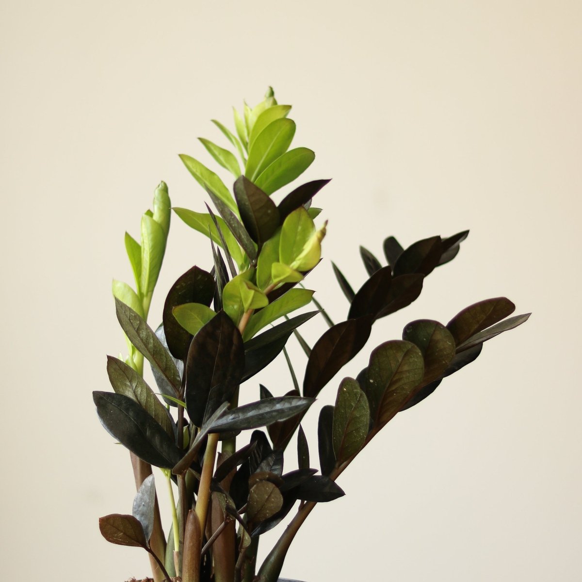 raven zz plant new growth Raven ZZ Plant (Zamioculcas Zamiifolia)