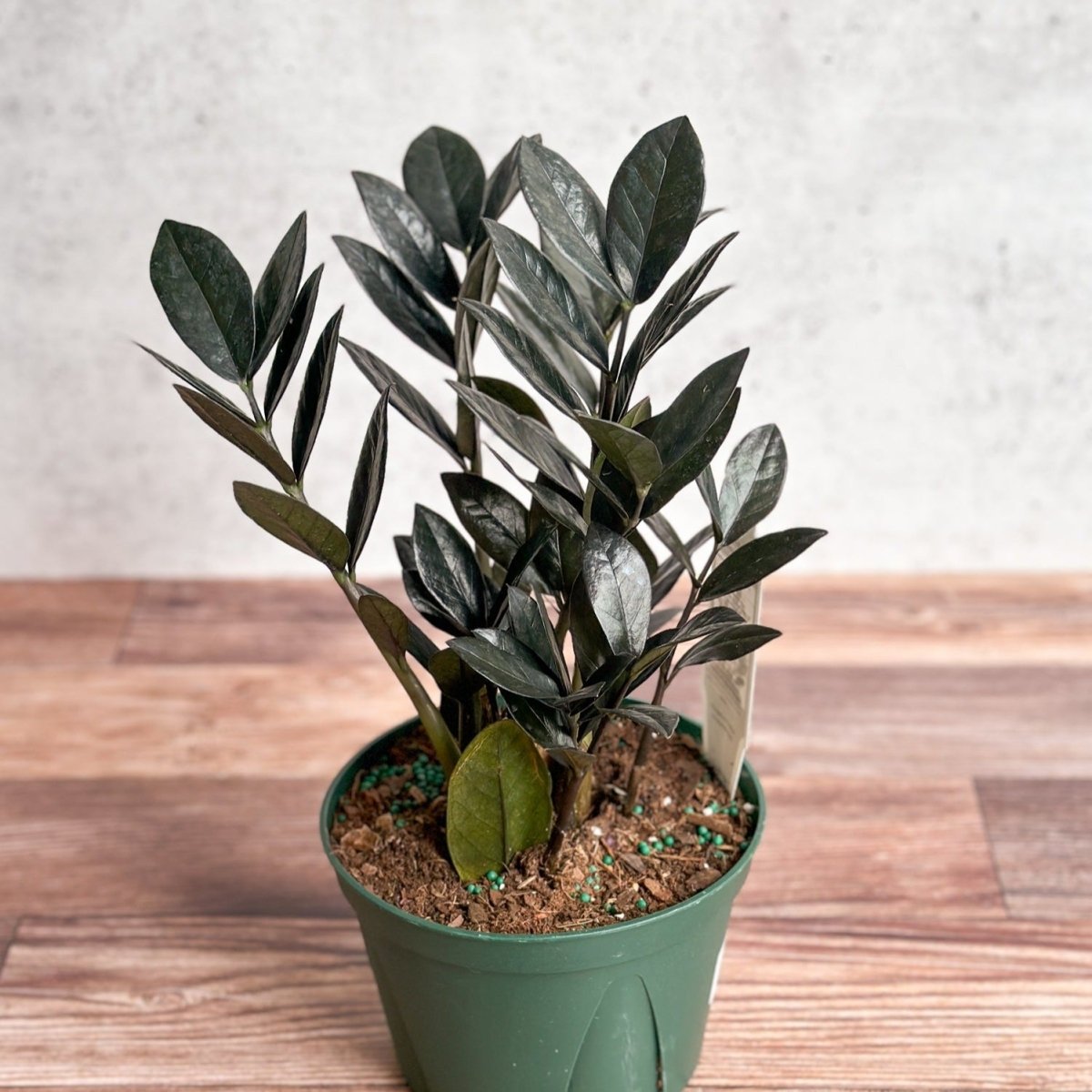 raven zz plant height Zamioculcas zamiifolia 'Raven ZZ'
