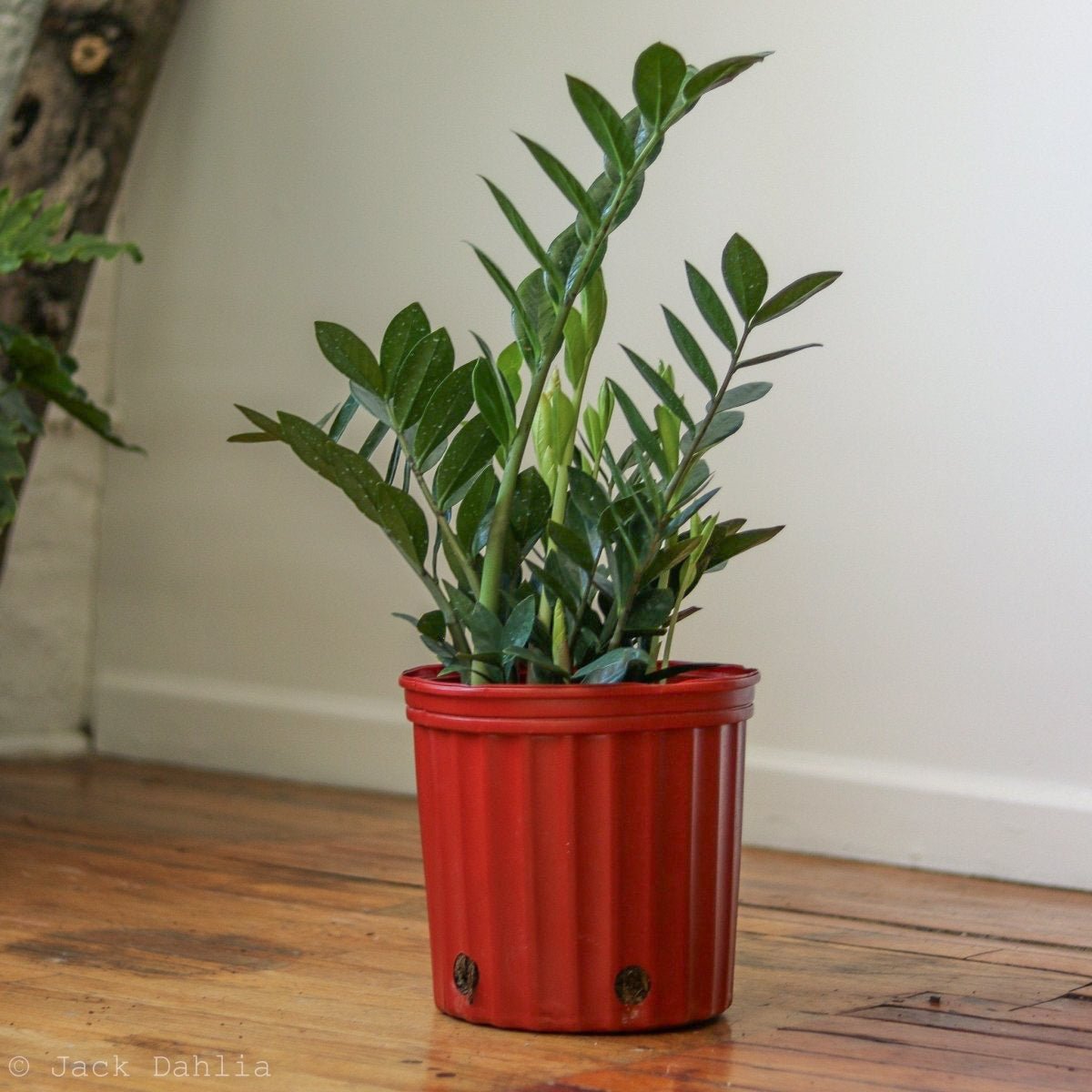 Zamioculcas zamiifolia - Large ZZ Floor Plant