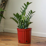 Zamioculcas zamiifolia - Large ZZ Floor Plant