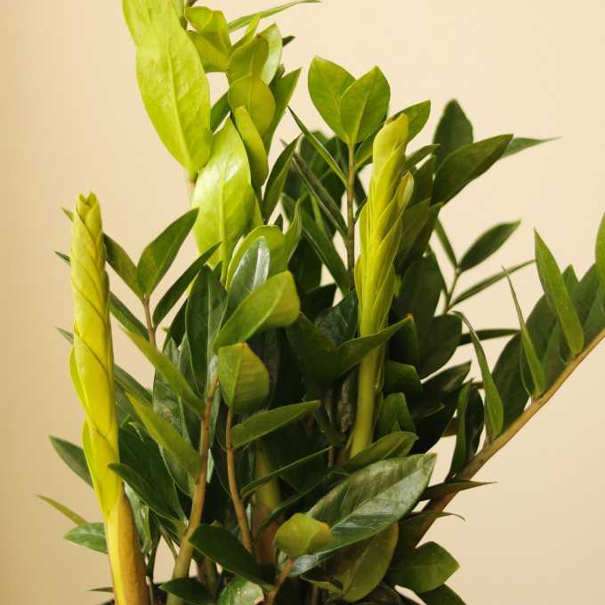 zz plant pale green leaves ZZ Plant (Zamioculcas zamiifolia)