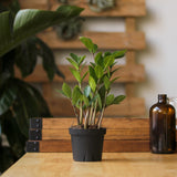 Zamioculcas zamiifolia -  ZZ Plant -Ed's Plant Shop