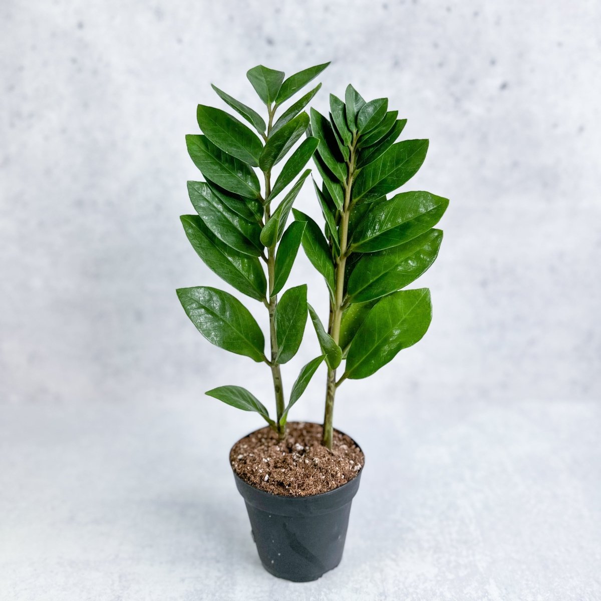 dark green zz plant ZZ Plant (Zamioculcas zamiifolia)