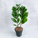 ZZ Plant with glossy dark green leaves in a nursery pot against a neutral background