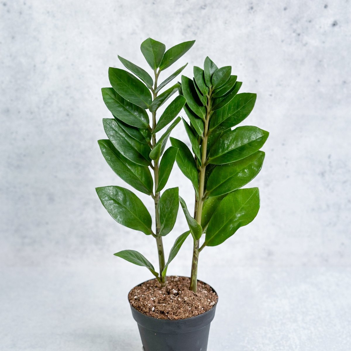 Zamioculcas zamiifolia - la plante ZZ Zamioculcas zamiifolia - la plante ZZ