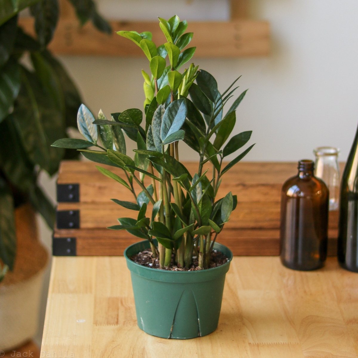 zz plant cost ZZ Plant (Zamioculcas zamiifolia)