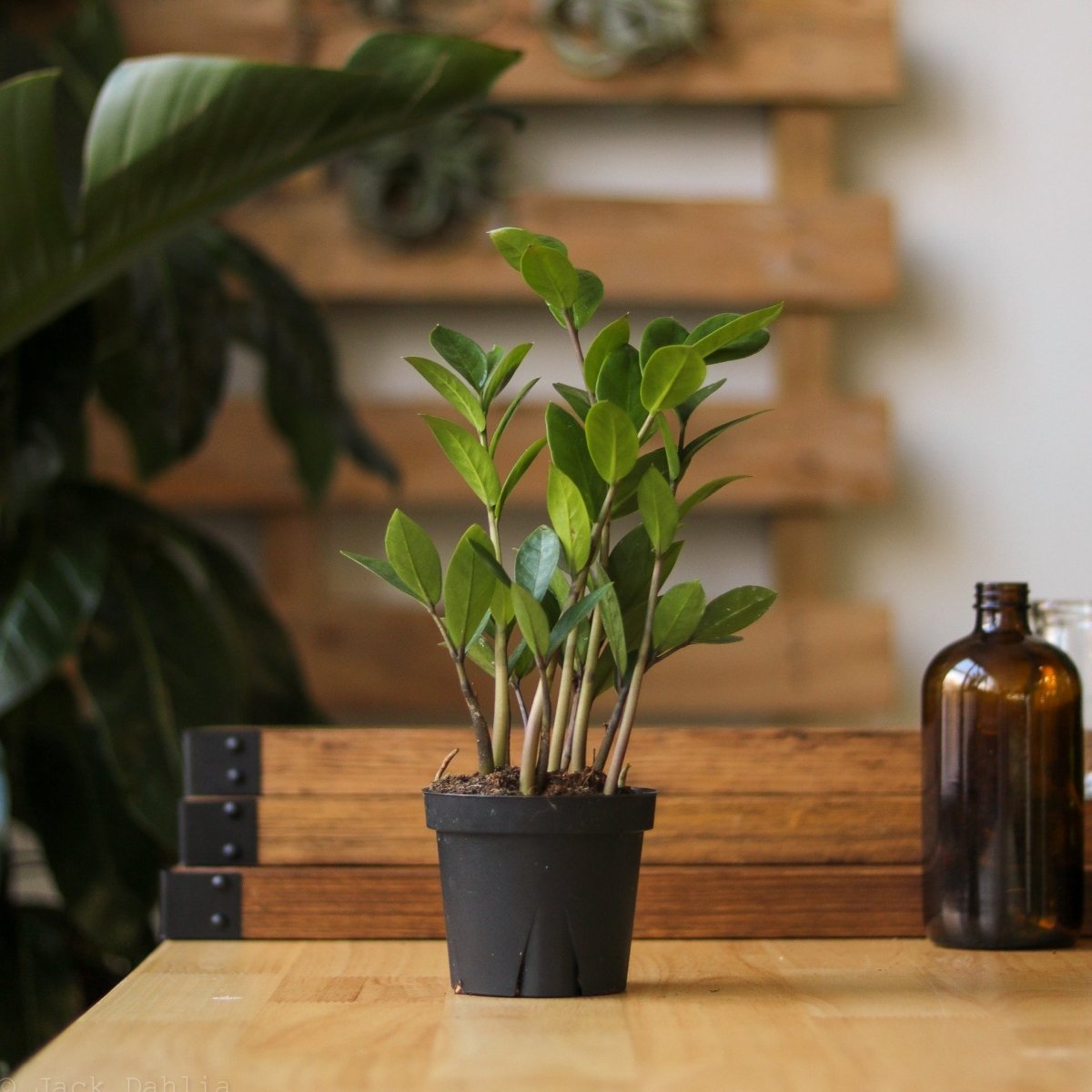 cloning zz plants Rare ZZ Plant - Zamioculcas zamiifolia - 4" Pot